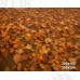 Jesienne tło fotograficzne – brzozowy las z liśćmi, dyniami i muchomorami | J_231